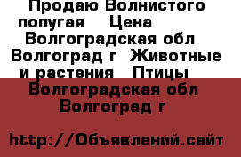 Продаю Волнистого попугая. › Цена ­ 1 000 - Волгоградская обл., Волгоград г. Животные и растения » Птицы   . Волгоградская обл.,Волгоград г.